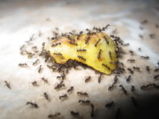 Ants swarming over a piece of food