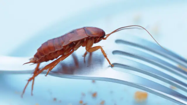 A cockroach on a fork