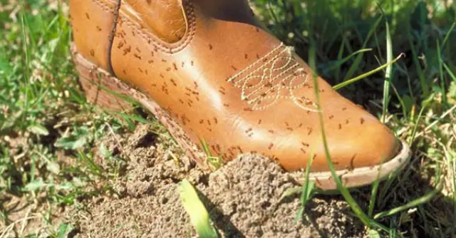 Fire ants covering a boot beside their mound