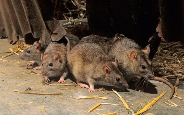 A group of rats
