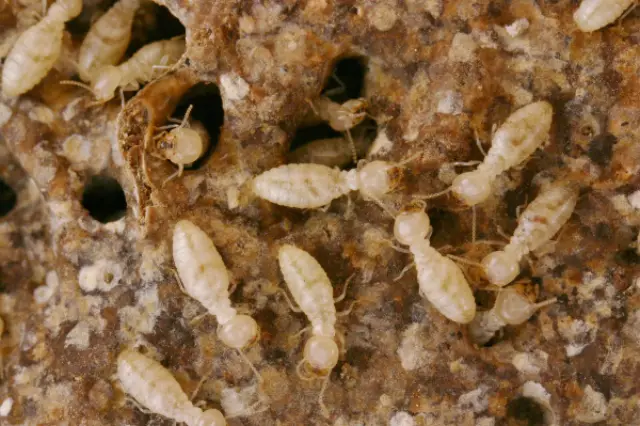 Termites inside damaged wood