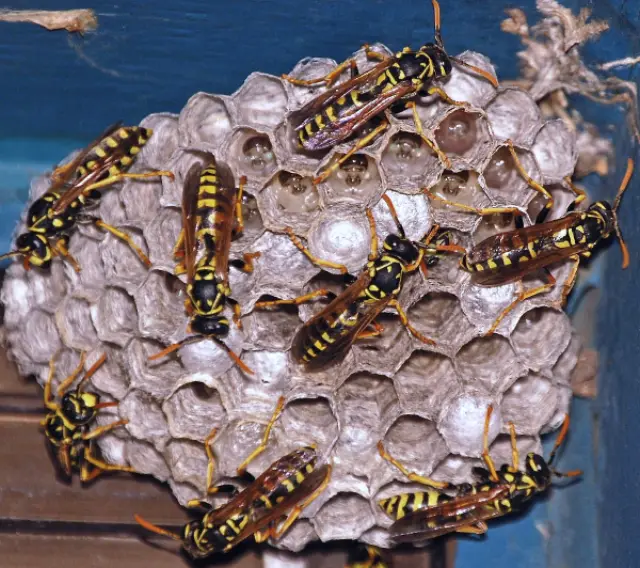 Wasps on a paper nest